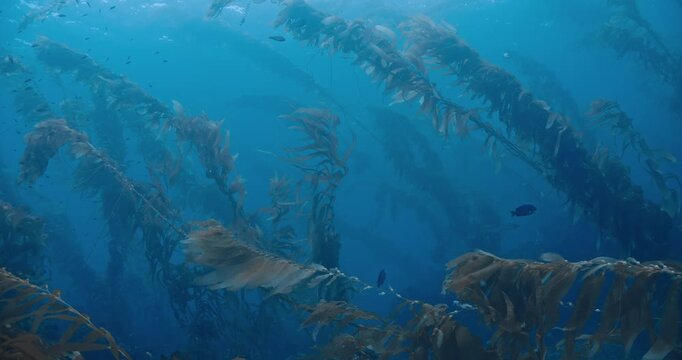 Giant brown kelp in slight current.