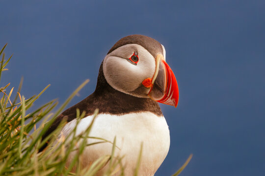 Atlantic puffin Fratercula arctica, iceland perched among coastal grass, showing its bright orange beak against a deep blue sky.