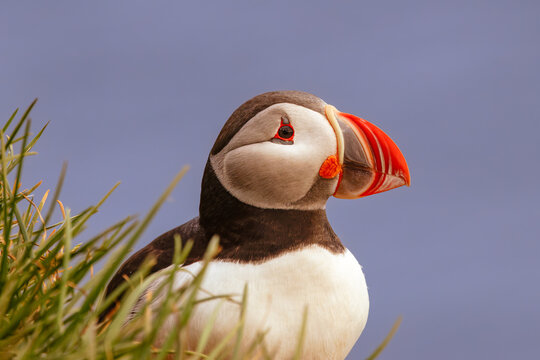 Close-up of an atlantic puffin Fratercula arctica, iceland standing among green coastal grass under a clear blue sky, showing its bright orange beak and soft black and white feathers.