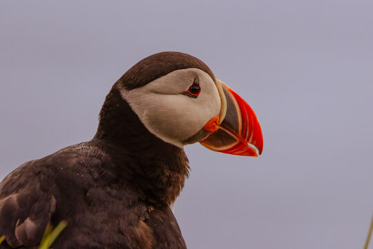 Close-up portrait of an Atlantic puffin Fratercula arctica, iceland with a bright orange beak against a soft gray sky background.