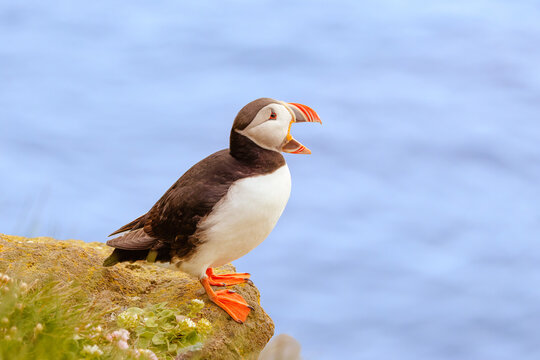 Atlantic puffin Fratercula arctica, iceland standing on a mossy coastal cliff with its bright orange beak open, against a soft blue ocean background.