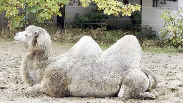 a two-humped camel lies on the ground and chews the cud