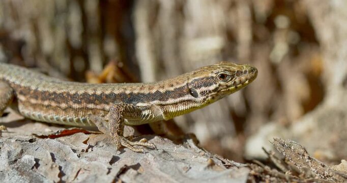 Detailed macro view of a brown lizard resting on rough wood bark in bright natural sunshine.