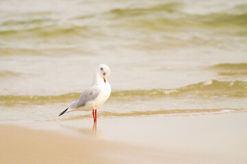 mewa na brzegu morza na plaży , morze bałtyckie © Adam Schmidt
