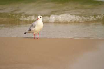 mewa na brzegu morza na plaży , morze bałtyckie © Adam Schmidt