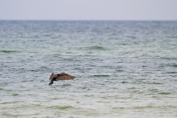czarny kormoran lądujący na powierzchni wody, morze bałtyckie © Adam Schmidt