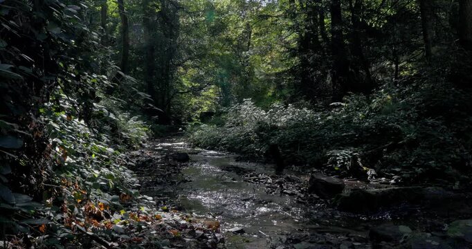 Peaceful forest stream with clear water flowing through lush green trees and sunlit vegetation.