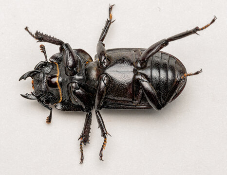 Full Ventral Habitus of Female Lesser Stag Beetle (Dorcus parallelipipedus) Isolated on White Background
