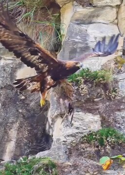 Majestic golden eagle flying gracefully through the air while carrying its hunted prey video footage