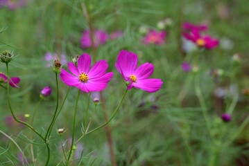 Fototapeta premium Cosmos flowers are a quintessential sight of autumn. Swaying in the autumn breeze, they herald the arrival of the season.