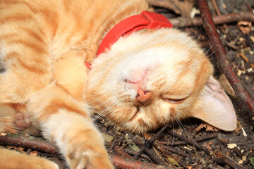 Sleeping red cat in garden © PROKOPYCH