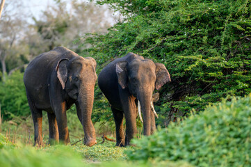 Obraz premium Srilankan Elephant 