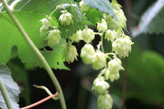 Close-up shot of hops on a vine