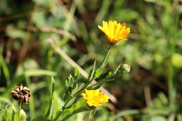 Single calendula flower in meadow © Aistock