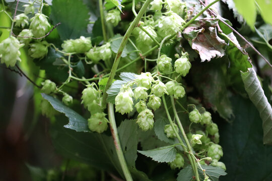 Close-up shot of growing hops