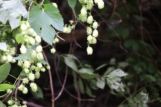 Close-up of growing hops in a vineyard