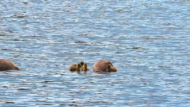 A pair of greylag geese with their young are swimming along the Cybina River on a spring day.