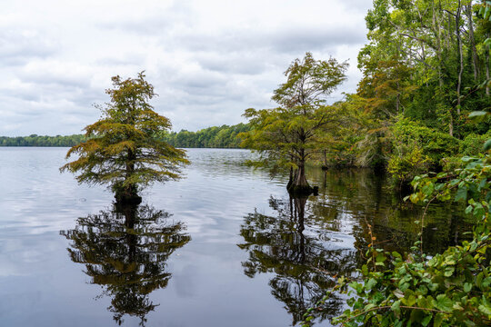 Trees Growing in the Water in Lake Drummond Middle of the Dismal Swap Suffolk Virginia