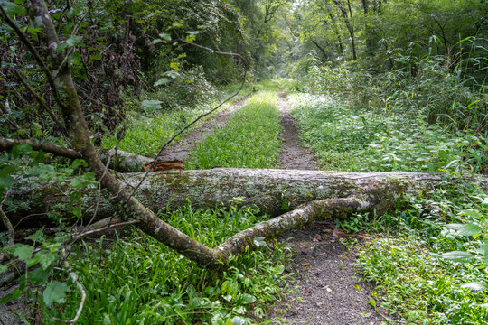 A Blown Down Tree Blocking the Trail in the Dismal Swamp Suffolk Virginia