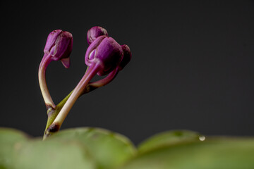 Fototapeta premium Close-up shot of purple orchid flower buds on a green stem with blooming red and purple orchid flowers in soft focus against a plain dark studio background. 