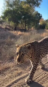 Cheetah walking in the forest 