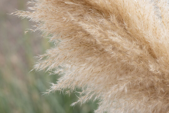 Pampas grass plumes showing soft natural texture outdoors