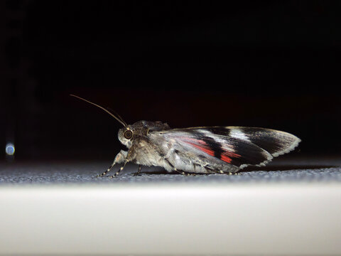 Red underwing moth is sitting on the windowsill