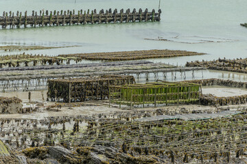 View of underwater oyster farms in Cancale, Brittany, exposed during low tide, raditional sustainable aquaculture and production of premium French oysters, France © barmalini