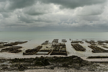 View of underwater oyster farms in Cancale, Brittany, exposed during low tide, raditional sustainable aquaculture and production of premium French oysters, France © barmalini