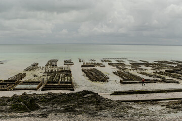 View of underwater oyster farms in Cancale, Brittany, exposed during low tide, raditional sustainable aquaculture and production of premium French oysters, France © barmalini