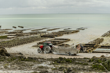View of underwater oyster farms in Cancale, Brittany, exposed during low tide, raditional sustainable aquaculture and production of premium French oysters, France © barmalini