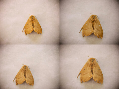 Vintage Oak thorn moth 4 in 1