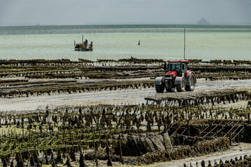 View of underwater oyster farms in Cancale, Brittany, exposed during low tide, raditional sustainable aquaculture and production of premium French oysters, France © barmalini
