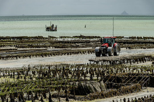 View of underwater oyster farms in Cancale, Brittany, exposed during low tide, raditional sustainable aquaculture and production of premium French oysters, France