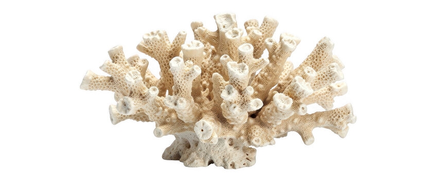 Bony coral structure with detailed texture and bright lighting for aquatic design concepts
