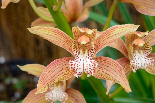 Cymbidium orchid in flower