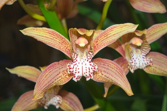Cymbidium orchid in flower