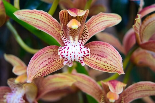 Cymbidium orchid in flower