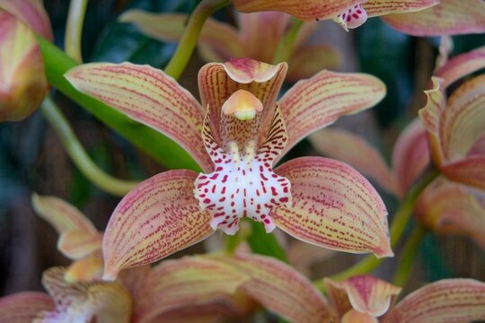 Cymbidium orchid in flower