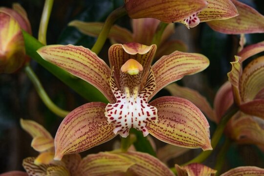 Cymbidium orchid in flower