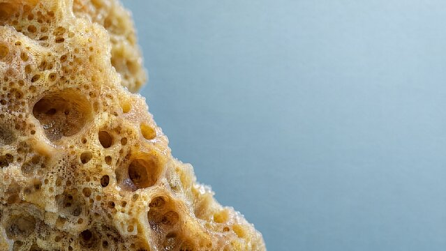 Natural sea sponge close up texture on blue background  