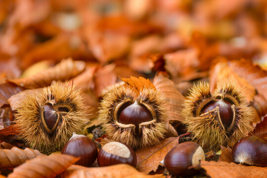 Three spiky chestnut burrs split open to reveal glossy brown nuts lie among loose chestnuts on fallen autumn leaves