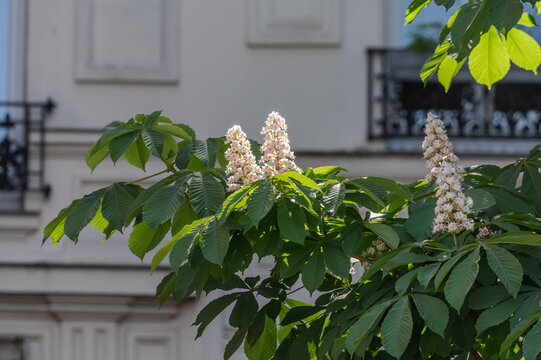 Flowers of Montmartre, floral paradise during spring, blossom of horse-chestnut  frees, houses, cobblestone streets and charming gardens, Paris, France