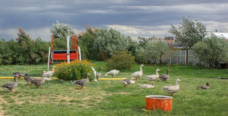 A group of domestic geese standing together on green grass in a rural garden, surrounded by lush vegetation and flowers, showcasing farm life, poultry, nature, and peaceful countryside scenery. © Patagonia pics