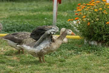 Group of domestic geese standing in a green garden, showcasing farm animals, rural life, poultry, backyard farming and peaceful countryside surroundings. © Patagonia pics