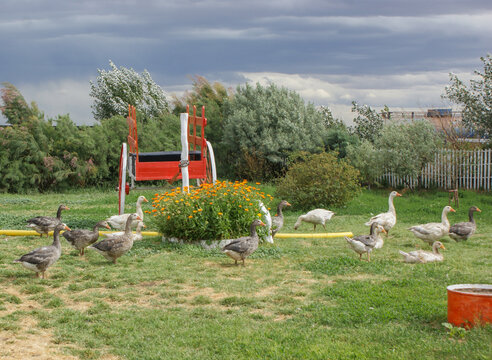 A group of domestic geese standing together on green grass in a rural garden, surrounded by lush vegetation and flowers, showcasing farm life, poultry, nature, and peaceful countryside scenery.