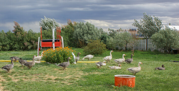 A group of domestic geese standing together on green grass in a rural garden, surrounded by lush vegetation and flowers, showcasing farm life, poultry, nature, and peaceful countryside scenery.