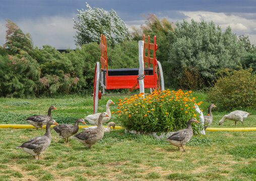 A group of domestic geese standing together on green grass in a rural garden, surrounded by lush vegetation and flowers, showcasing farm life, poultry, nature, and peaceful countryside scenery.