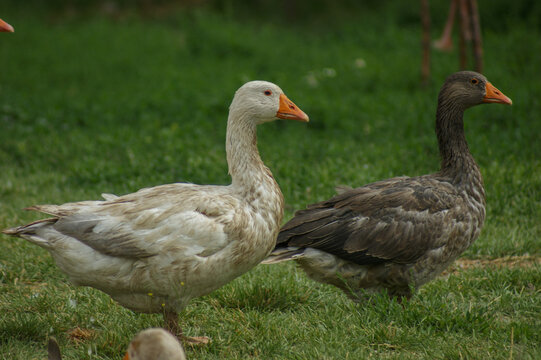A group of domestic geese standing together on green grass in a rural garden, surrounded by lush vegetation and flowers, showcasing farm life, poultry, nature, and peaceful countryside scenery.