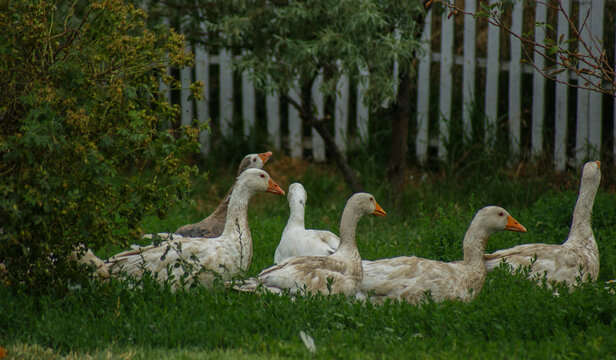 A group of domestic geese standing together on green grass in a rural garden, surrounded by lush vegetation and flowers, showcasing farm life, poultry, nature, and peaceful countryside scenery.